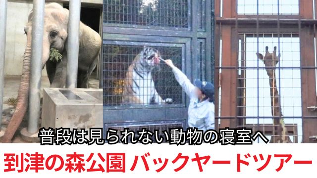 【体験談】到津の森公園バックヤードツアー｜キリン・トラ・ゾウの寝室を見学！